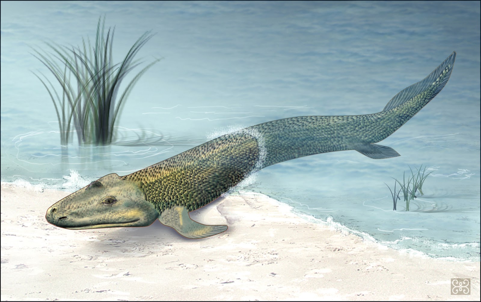 Fish Evolves from Gills to Lungs and Becomes a Gator